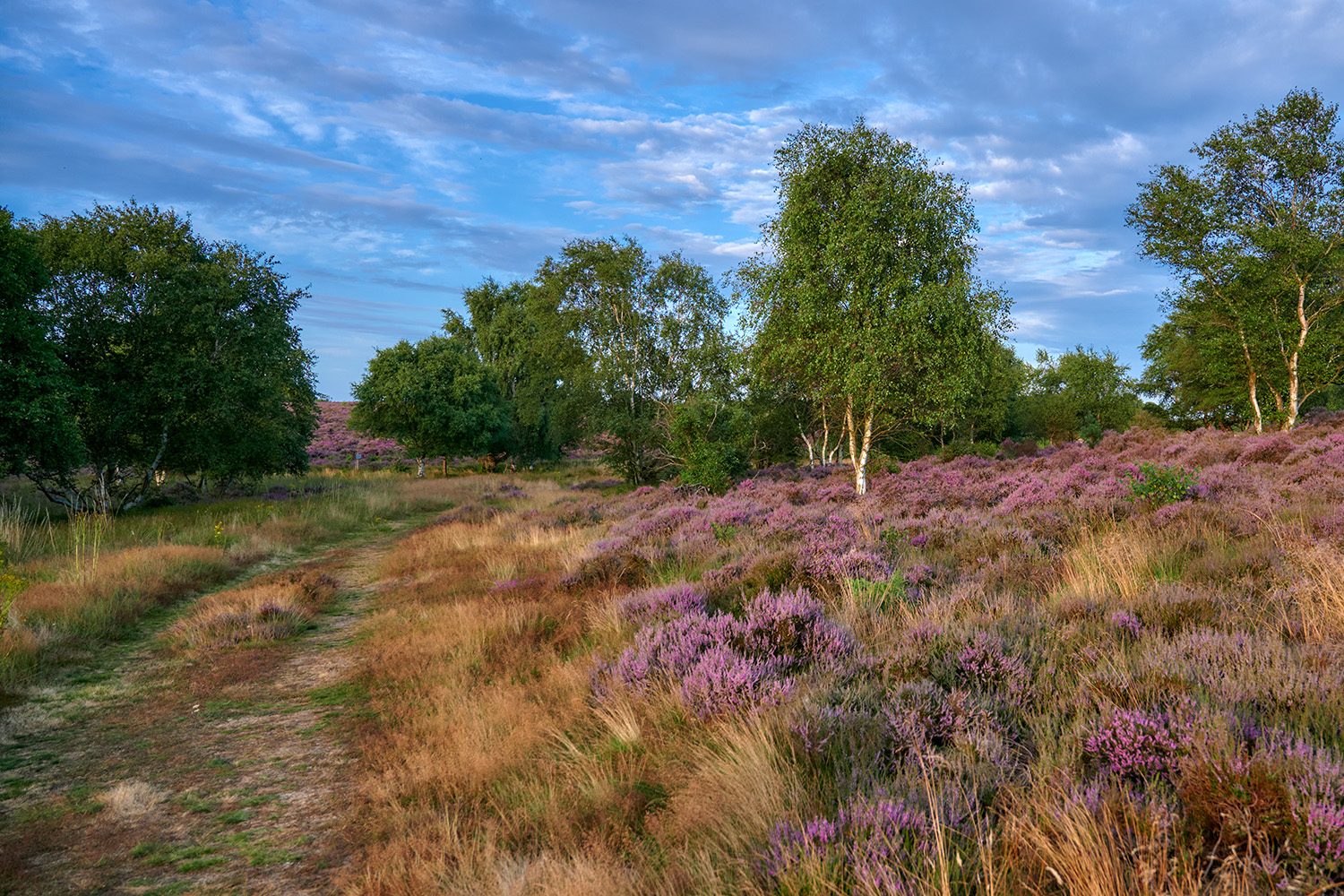 DUNWICH HEATH MM